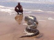 Cobra Sucuri é encontrada na Praia do Peba em Piaçabuçu 
