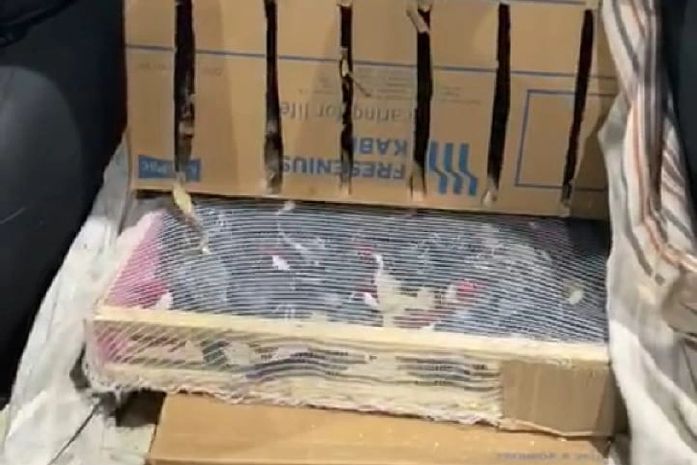 PRF prende dois homens e apreende mais de 800 aves silvestres na BR 423