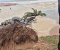 Coqueiro cai na Praia de Jacarecica após fortes chuvas e avanço do mar
