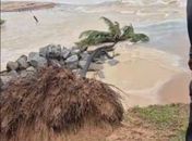 Coqueiro cai na Praia de Jacarecica após fortes chuvas e avanço do mar
