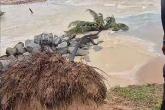 Coqueiro cai na Praia de Jacarecica após fortes chuvas e avanço do mar