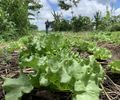 Plano ABC+ Alagoas fomenta a agricultura sustentável no estado
