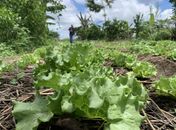 Plano ABC+ Alagoas fomenta a agricultura sustentável no estado
