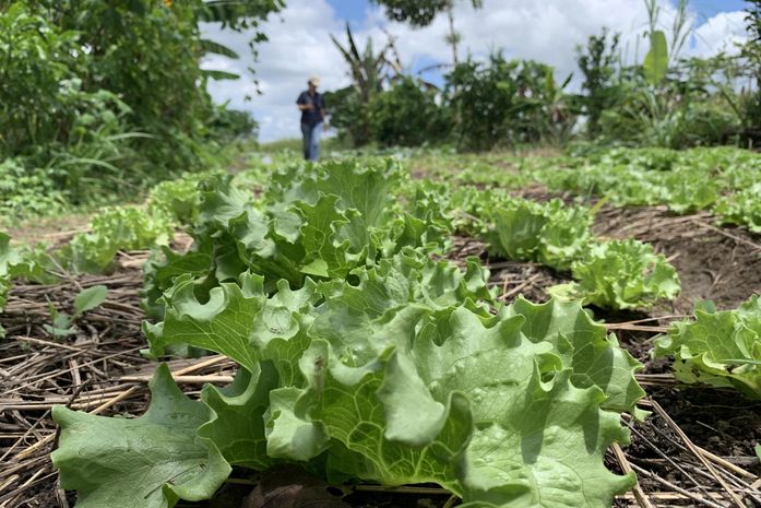 Plano ABC+ Alagoas fomenta a agricultura sustentável no estado