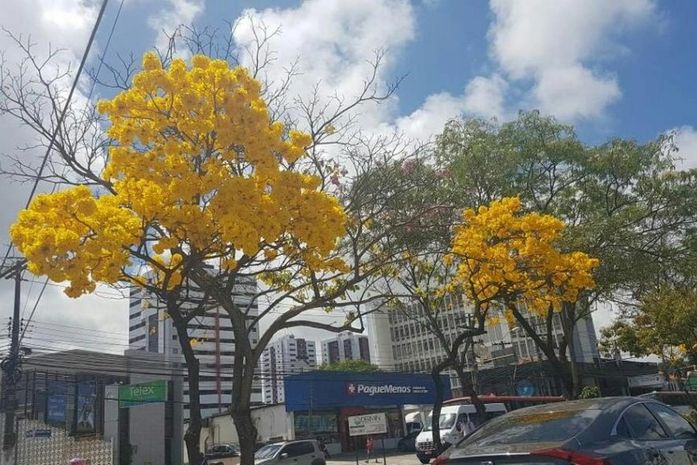Ipê amarelo