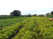 Ministérios assinam acordo para impulsionar agricultura familiar