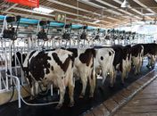 Alagoas atinge produção de mais de 600 milhões de litros de leite de vaca  