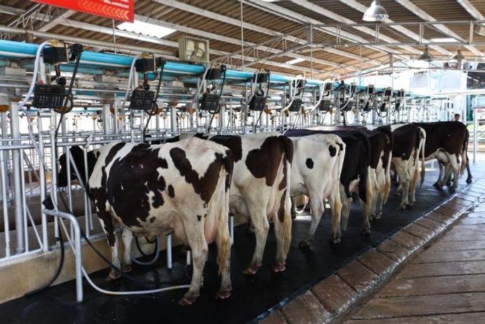 Alagoas atinge produção de mais de 600 milhões de litros de leite de vaca  