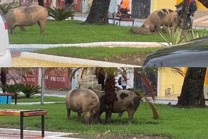 Porcos comem paisagismo de praça e JHC leva na esportiva: "Estão alimentados"