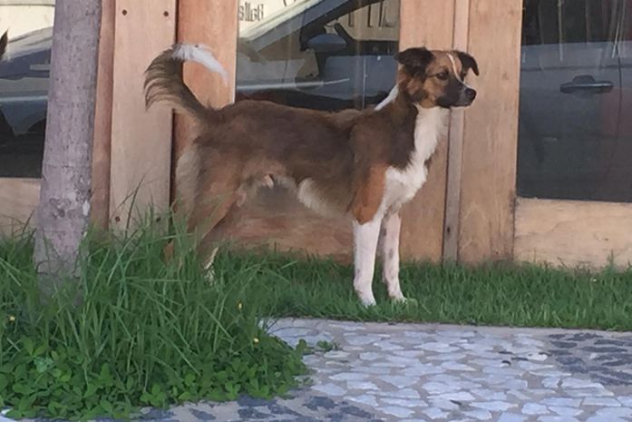 Segundo a denúncia, Caramelo chegou ao CCZ morto