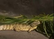 Jacará é flagrado por moradores em condomínio na parte alta de Maceió 