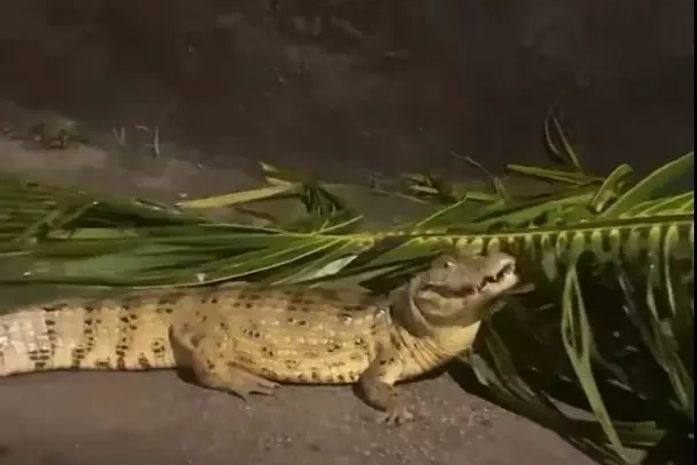 Jacará é flagrado por moradores em condomínio na parte alta de Maceió