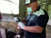 Sinfeagro reforça a necessidade da vacinação contra a Peste Suína Clássica