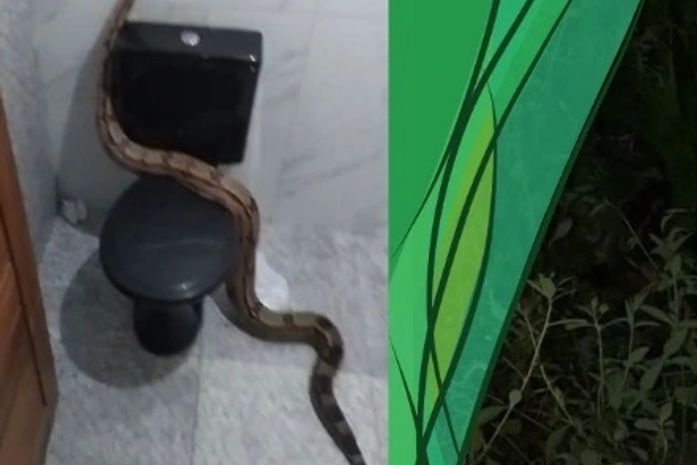Jiboia é capturada dentro de banheiro de residência, em São Brás