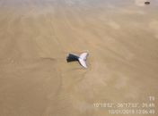 Caso aconteceu em Feliz Deserto