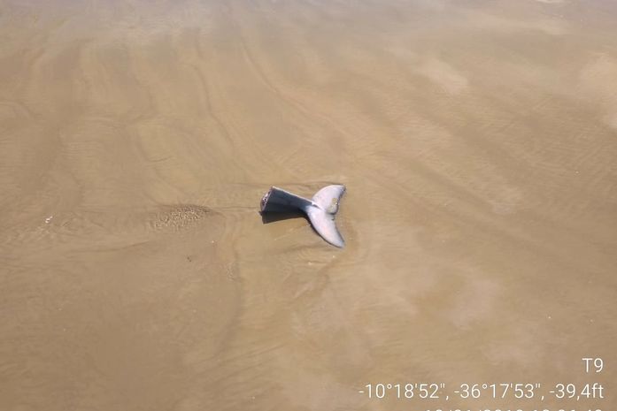 Caso aconteceu em Feliz Deserto