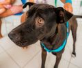 Vinte animais esperam por um novo lar em feira de adoção neste domingo (20) 

