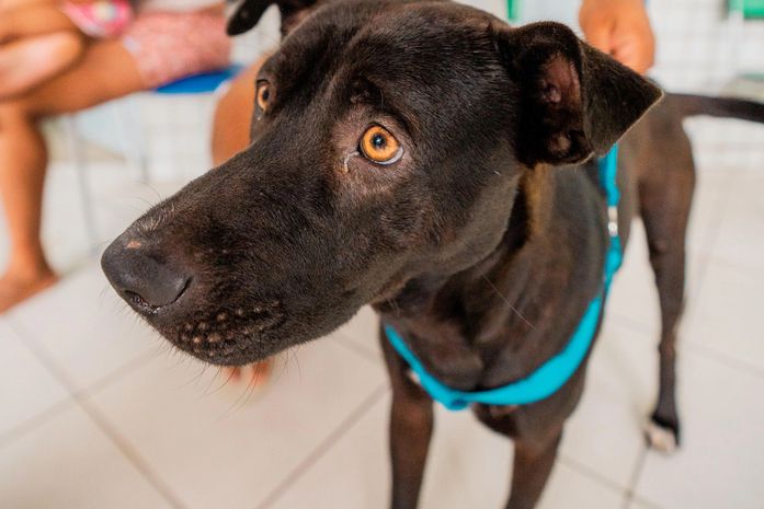 Vinte animais esperam por um novo lar em feira de adoção neste domingo (20) 

