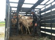 Perigo: PRF apreende 12 animais soltos na BR 104