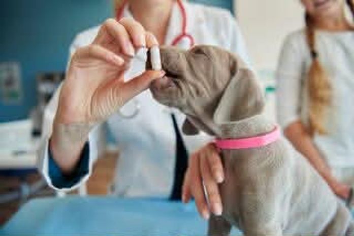 Com setor pet projetando faturamento de R$ 80 bilhões, nova farmácia de manipulação "A Fórmula PET" chega em Maceió