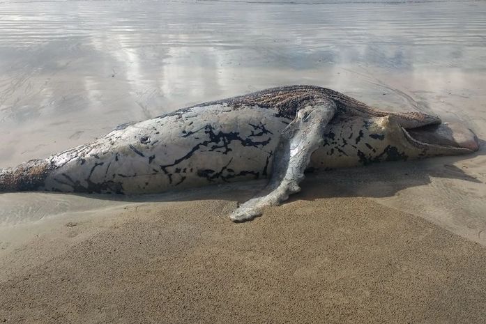 Baleia jubarte é encontrada morta em Japaratinga