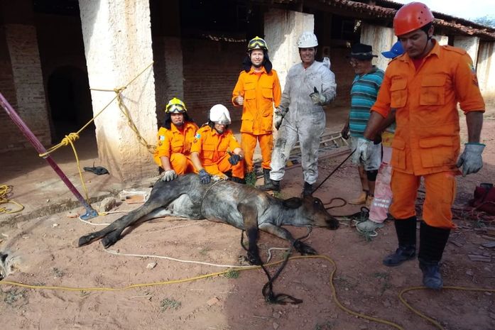 Bombeiros são acionados para resgatar boi que caiu dentro de poço