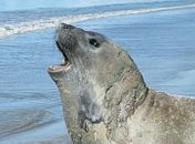 Elefante-marinho percorre mais de 30 km e chega a Maceió; população é alertada para manter distância