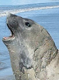 Elefante-marinho percorre mais de 30 km e chega a Maceió; população é alertada para manter distância