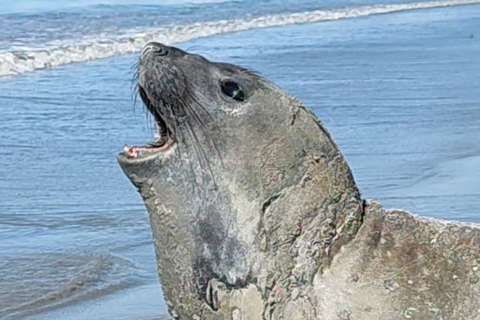 Elefante-marinho percorre mais de 30 km e chega a Maceió; população é alertada para manter distância