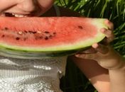 Alimentação no verão