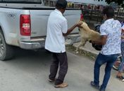 Cadela foi esfaqueada e morta no Sertão