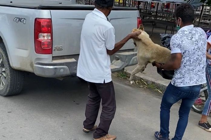 Cadela foi esfaqueada e morta no Sertão