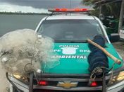 BPA apreende armas e resgata animais durante operações no interior de Alagoas