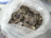 Relatório mostra situação de Maragogi onze meses após derramamento de óleo