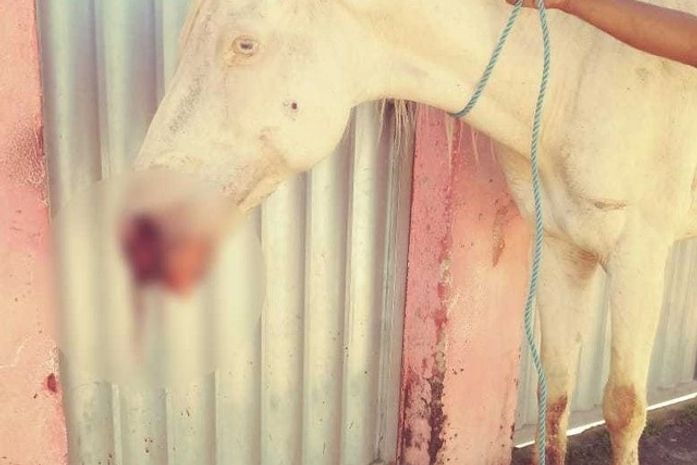 Animal foi atingido por dois disparos de arma de fogo