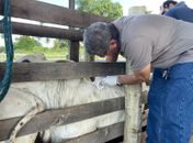 Criador de Gado Recebe Assistência Técnica em Parceria com Prefeitura de Penedo
