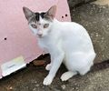 Após denúncia, Vigilância recolhe gatos com suspeita de doença que pode ser transmitida a humanos