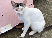 Após denúncia, Vigilância recolhe gatos com suspeita de doença que pode ser transmitida a humanos