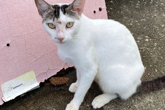 Após denúncia, Vigilância recolhe gatos com suspeita de doença que pode ser transmitida a humanos