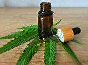 Anvisa apresenta proposta para regulamentar produção de cannabis medicinal no Brasil
