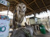 Um novos recentes empreendimentos inaugurados em Maragogi é o primeiro zoológico interativo do Brasil