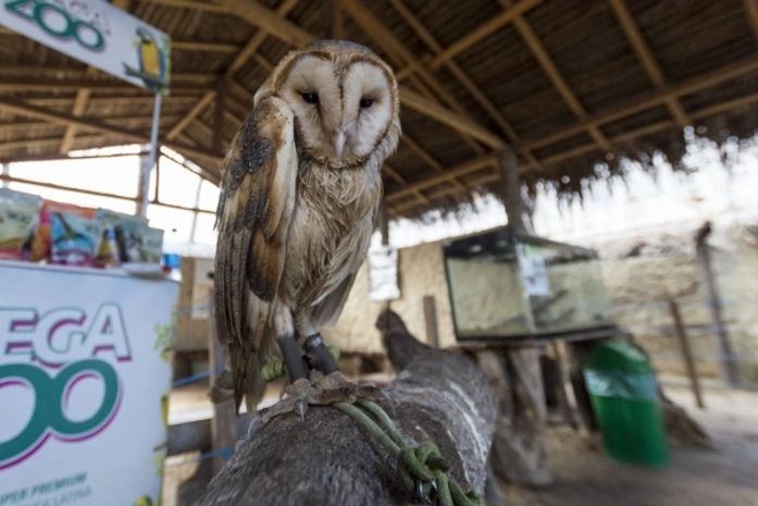 Um novos recentes empreendimentos inaugurados em Maragogi é o primeiro zoológico interativo do Brasil