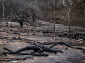 Fiscalização flagra mais de dois hectares de caatinga dematados em São José da Tapera