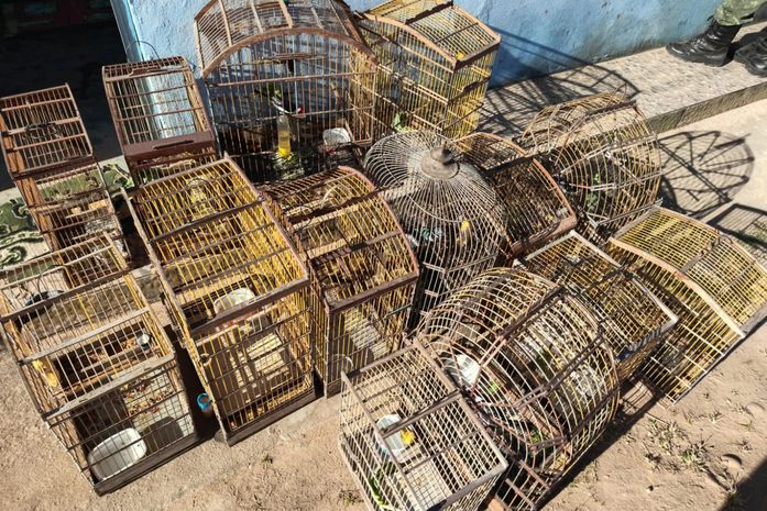 Quase 600 animais silvestres são resgatados e seis armas apreendidas em operações em AL