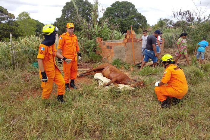 Cavalo caiu em fossa