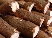 Cooperagro comemora escolha da mandioca pela ONU como "alimento do século"