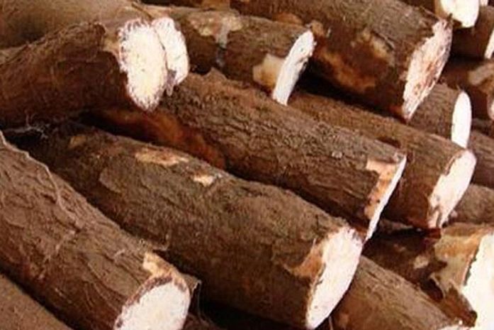 Cooperagro comemora escolha da mandioca pela ONU como "alimento do século"