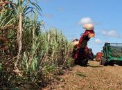 Safra de grãos deve crescer 6,3% e fechar com recorde em 2019