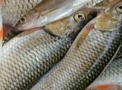 Prefeitura de São Luís do Quitunde realiza tradicional entrega de peixes da Semana Santa; veja o horário