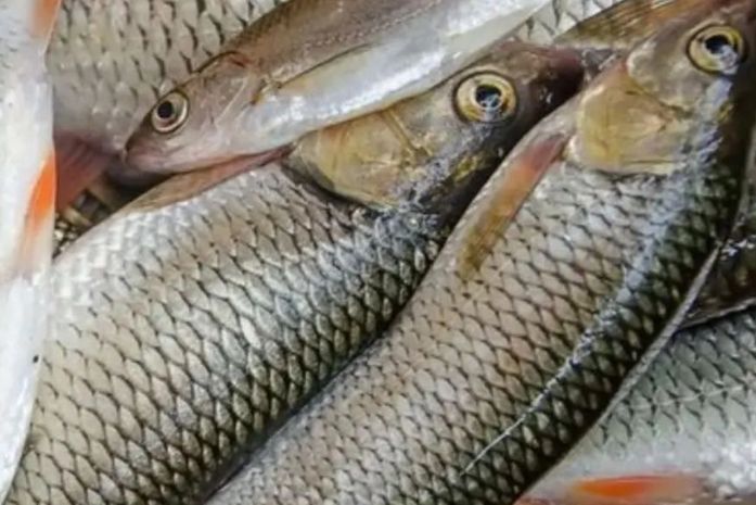 Prefeitura de São Luís do Quitunde realiza tradicional entrega de peixes da Semana Santa; veja o horário